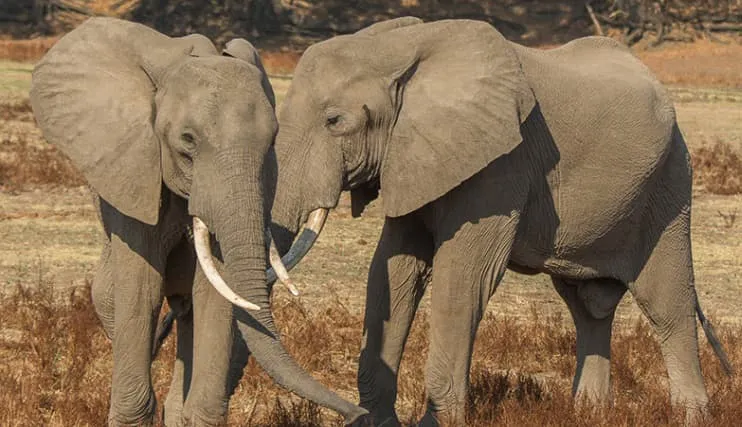elephants